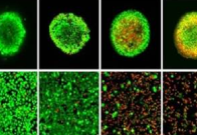 https://stratus.campaign-image.in/images/134790000000876004_zc_v1_1729322926222_in_vitro_cell_based_drug_discovery_foyobw.jpg